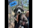 CUCCIOLI IN ADOZIONE  ZACK, ZAGOR, ZAIRA.