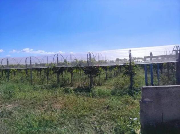 Immobile in asta di 23925 m² in vendita a Licodia Eubea - Foto 5