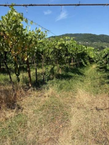 Immobile in asta di 6284 m² in vendita a San Giovanni Ilarione - Foto 3