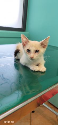 Fidel, dolce gattino cerca casa - Foto 4