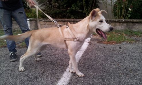 LUNA, splendida mix labrador - Foto 3