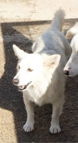 Una famiglia per la cagnolina Mary - Foto 3