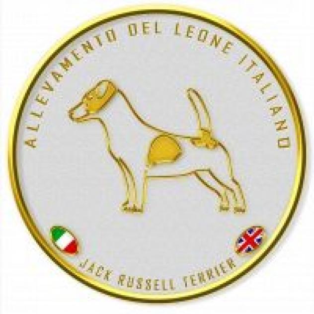 Allevamento e pensione per cani ric. Enci-Fci con affisso Del Leone italiano