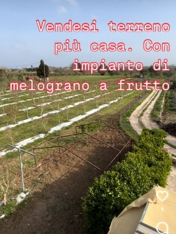 Terreno agricolo con casa - Foto 7