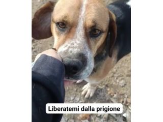 BENNY LA DOLCEZZA, CAGNOLINO IN ADOZIONE