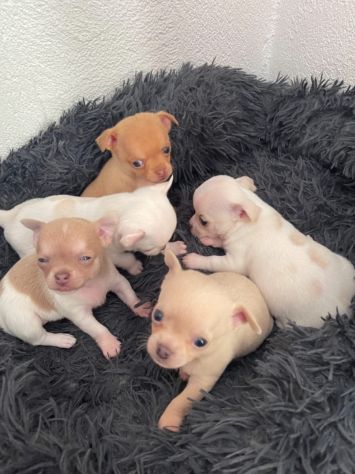 Cuccioli di chihuahua - Foto 5