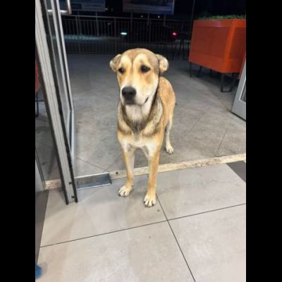 DOLCISSIMA CAGNOLINA IN ADOZIONE - Foto 4