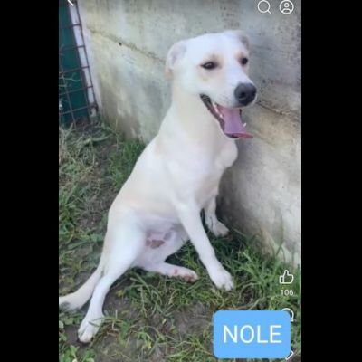 NOLE E BEN salviamoli dal canile definito CUCCIOLI IN ADOZIONE TG media contenut - Foto 4