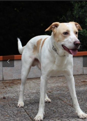 Tobia splendido cagnolone 6anni salito 1anno fa a PAVIA - Foto 4