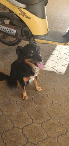 BEN, buonissimo cagnolino - Foto 5
