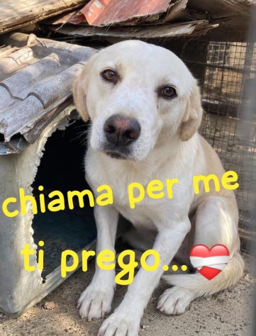 OSVALDO SIMIL LABRADOR 3 ANNI - Foto 3