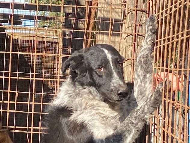 TOTÒ ADORABILE CERCA CASA, CANE IN ADOZIONE - Foto 10