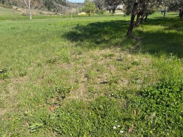 Terreno agricolo in vendita a Alica - Baccanella - Palaia 11330 mq  Rif: 1403779