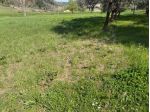Terreno agricolo in vendita a Alica - Baccanella - Palaia 11330 mq  Rif: 1403779