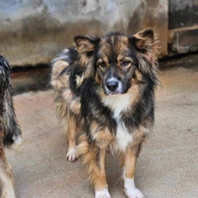 Yuki meraviglioso cagnolino in adozione - Foto 2