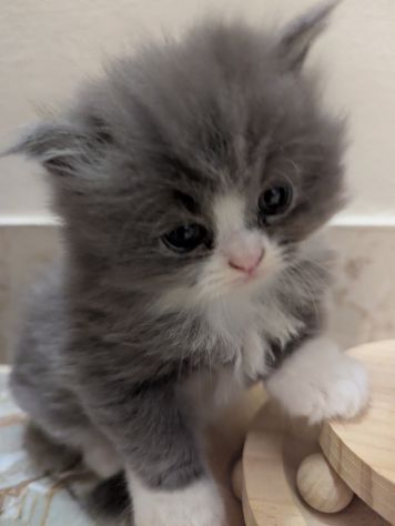 Gattini Persiani - Foto 2