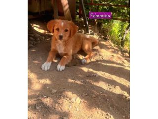 CUCCIOLI IN ADOZIONE
