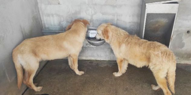 DUCCIO GIOVANE CAGNOLINO IN ADOZIONE - Foto 3