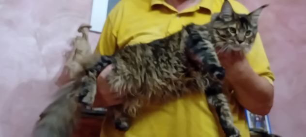 MAINE COON CUCCIOLA - Foto 6