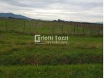 TERRENO AGRICOLO di 20000 mq (GROSSETO - GROSSETO SQUADRE BASSE) rif. 03205