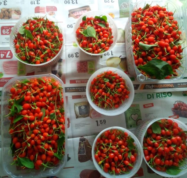 Bacche di Goji fresche biologiche – raccolta giornaliera - Foto 4
