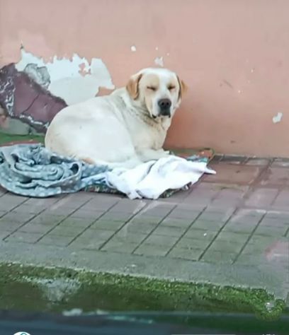 OSVALDO MIX LABRADOR CANE IN ADOZIONE - Foto 4