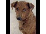 HOLLANDE, SPAVENTATA DAL CANILE CAGNOLINA IN ADOZIONE