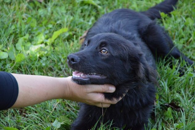 AMARONE, cucciolotto dolcissimo - Foto 4