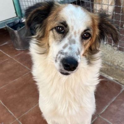 WOLF ADORABILE CANE IN ADOZIONE
