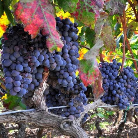 Vigneto e frutteto a Trecastagni