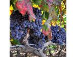 Vigneto e frutteto a Trecastagni