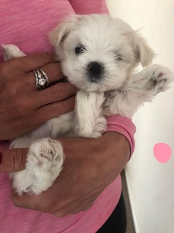 Cuccioli di Maltese - Foto 2