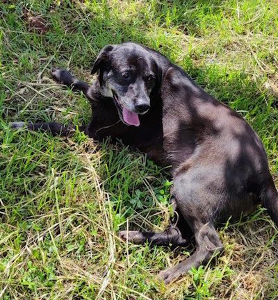 Fiona simil labrador - Foto 4