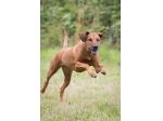 Dog Sitter a Potenza