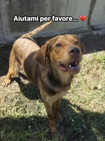 LENNON CANE IN ADOZIONE - Foto 4