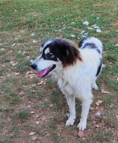 CANE IN ADOZIONE: PEGGY - Foto 4