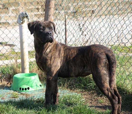 Carisma meravigliosa derivata cane corso - Foto 7