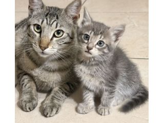 Gattini