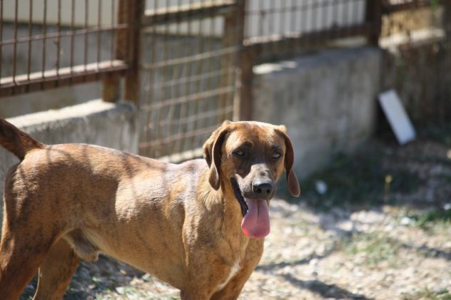 Stupendo segugio 2 anni merita una vita fuori dalla gabbia