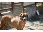 Stupendo segugio 2 anni merita una vita fuori dalla gabbia