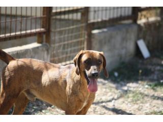 Stupendo segugio 2 anni merita una vita fuori dalla gabbia