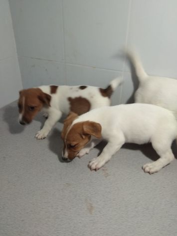 JACK RUSSELL CUCCIOLI - Foto 4
