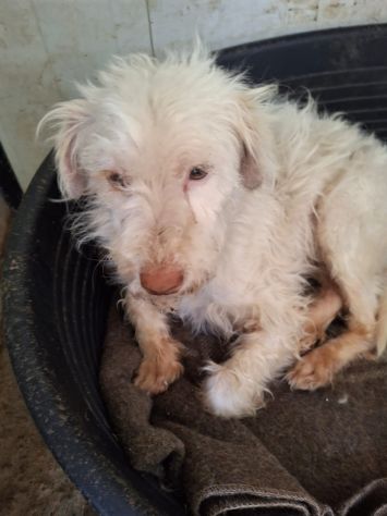 MIA 1 ANNO 6 KG taglia piccola ORA E’ IN CANILE - Foto 4