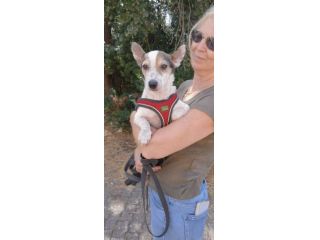 Dolcissimo simil jack russel