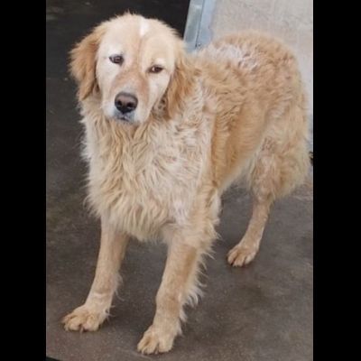 MAVI DOLCE E DISCRETA CAGNOLINA IN ADOZIONE