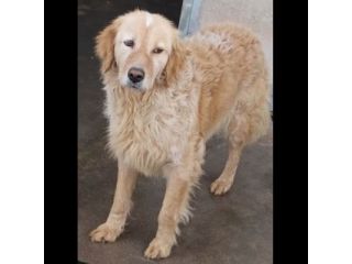 MAVI DOLCE E DISCRETA CAGNOLINA IN ADOZIONE