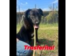 DONNA, ALTRA VITTIMA DI DEPORTAZIONE CAGNOLINA IN ADOZIONE