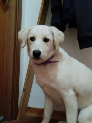 GIORGIA DELIZIOSA CAGNOLINA IN ADOZIONE 12 M3SI - Foto 2