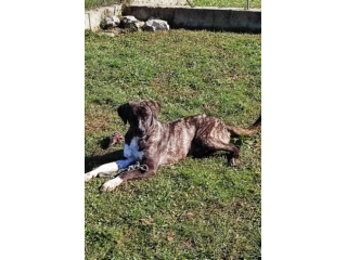 CANE IN ADOZIONE: ZENO, nato a marzo 2022