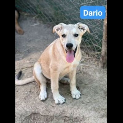 CUCCIOLI IN ADOZIONE - Foto 2